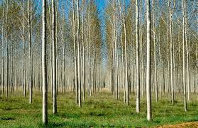 plantation forests