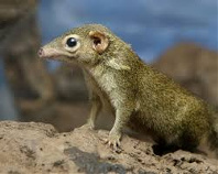 treeshrews