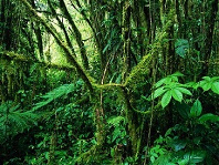 tropical forests