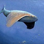 Chum salmon (pop. 1) – (FISH-anadromous) See facts