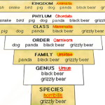 Brown bear – (T_MAMMAL-bear) See facts