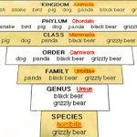 Townsend’s mole – (T_MAMMAL-sm_mammal) See facts