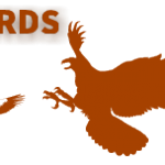 Band-rumped storm-petrel – (BIRD-pelagic) See facts