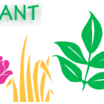 Eastern grasswort – (HABITAT-plant) See facts