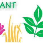 Sundial lupine – (HABITAT-plant) See facts