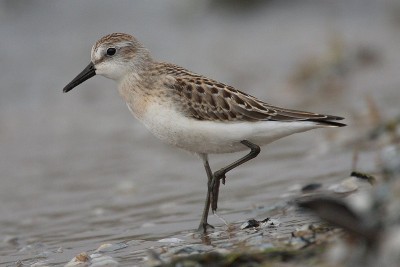 shorebird