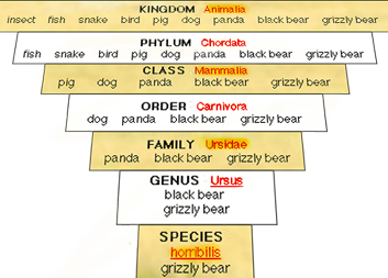 Latin-species-two-word-chart